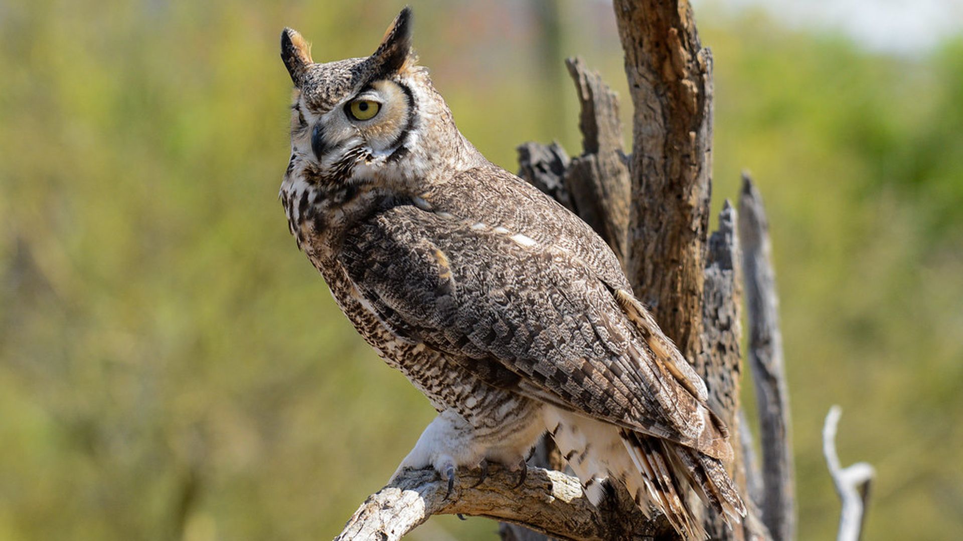 Amerikaanse oehoe - Bubo virginianus