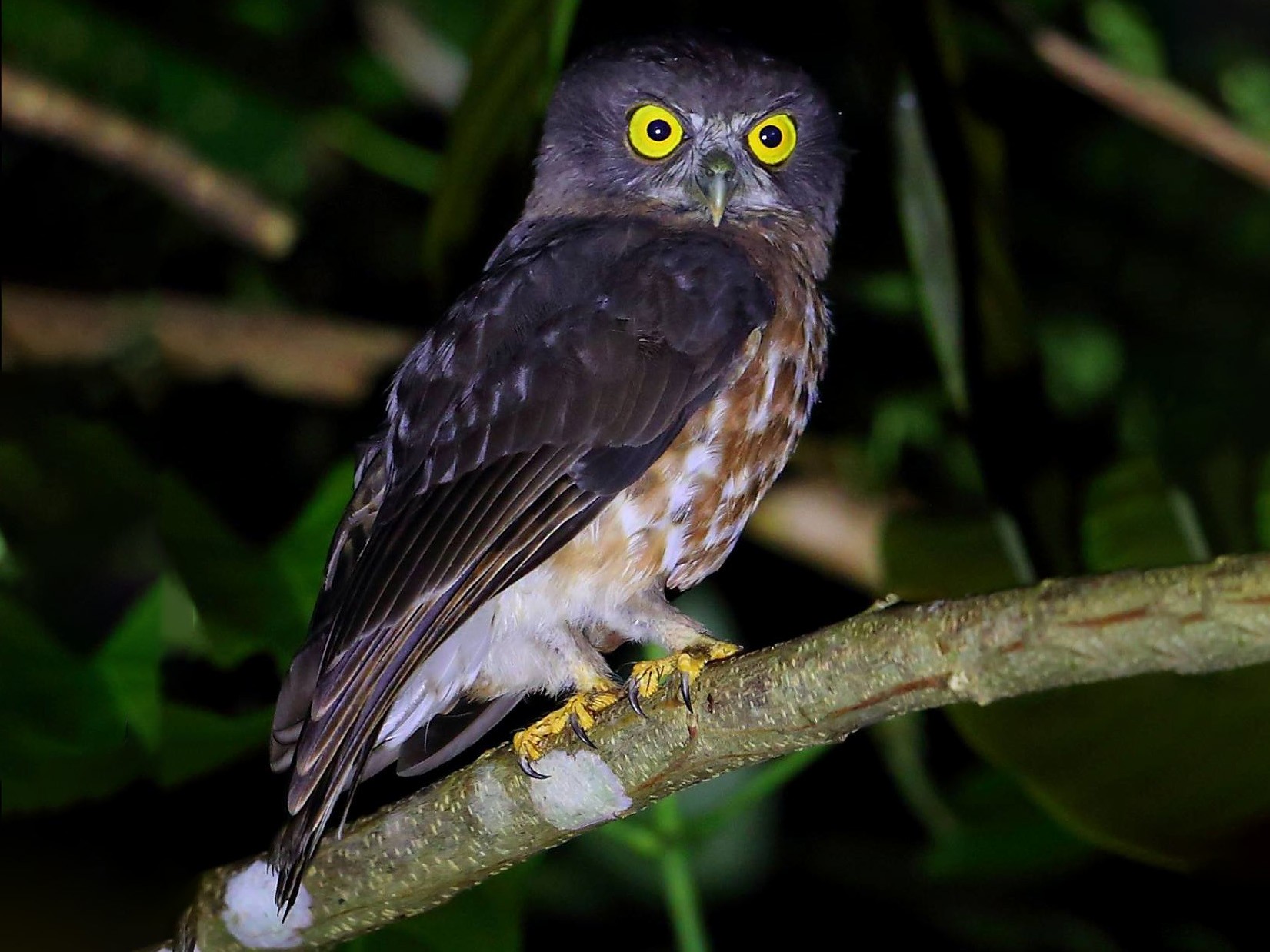 Andamanen valkuil - Ninox affinis