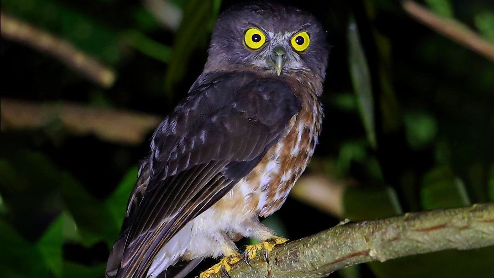 Andamanen valkuil - Ninox affinis