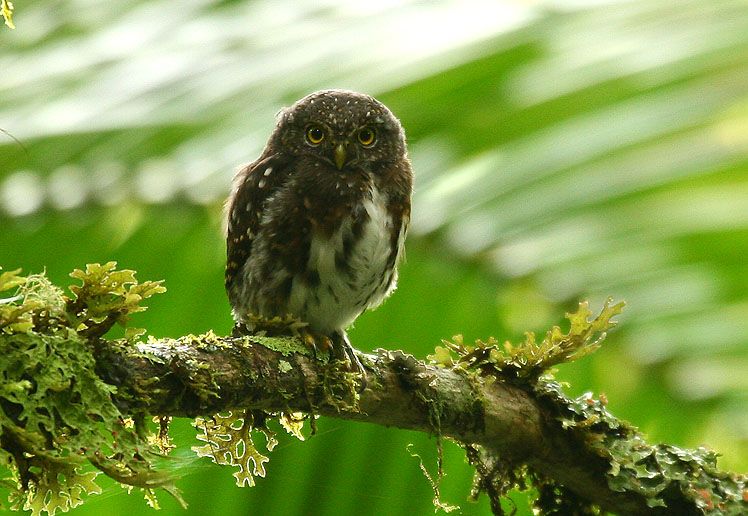 Andes dwerguil - Glaucidium jardinii