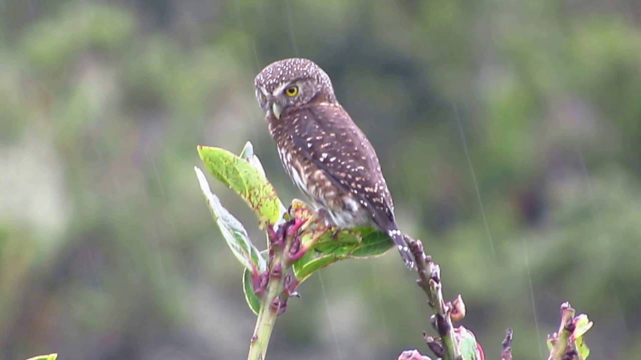 Andes dwerguil - Glaucidium jardinii