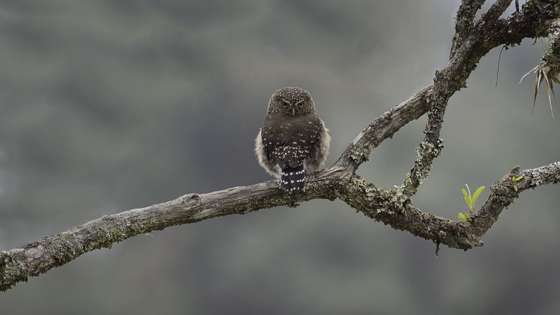 Andes dwerguil - Glaucidium jardinii