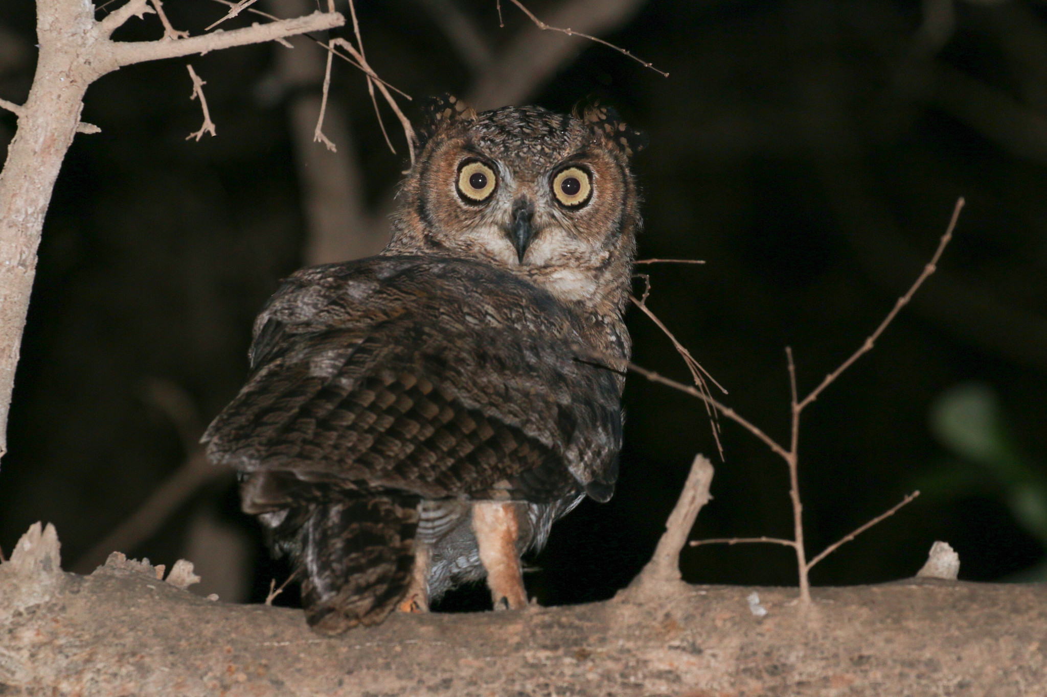 Arabische Oehoe - Bubo milesi