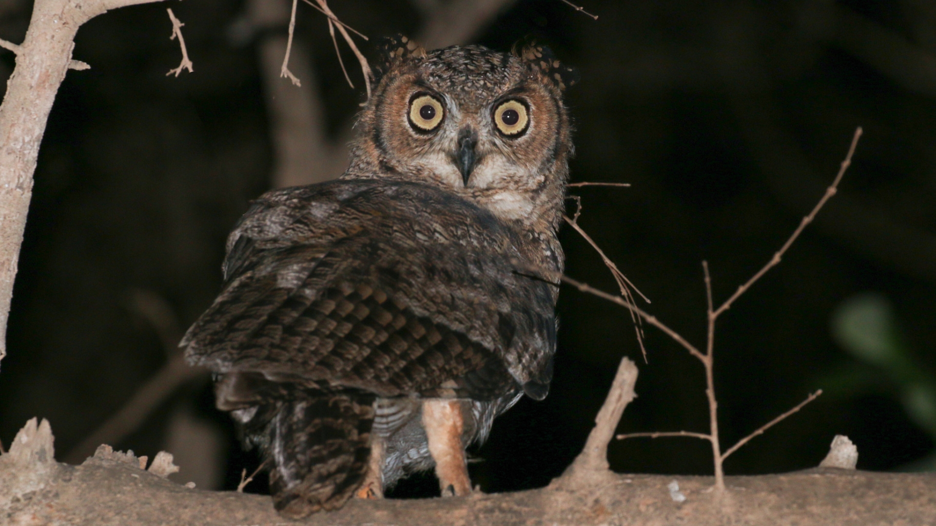 Arabische Oehoe - Bubo milesi