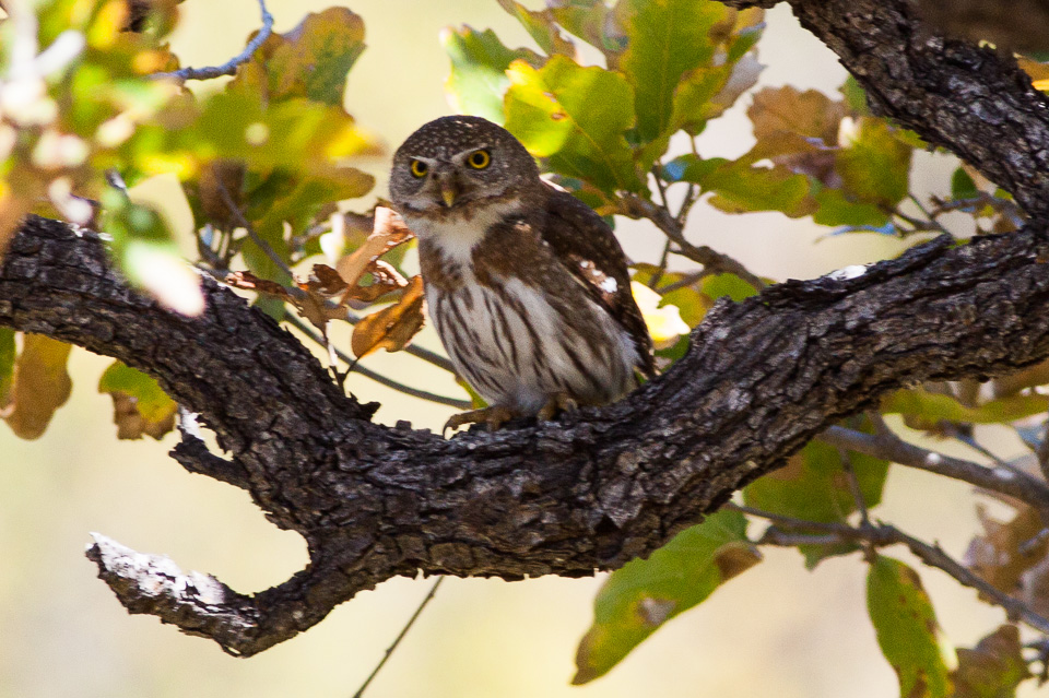 Bajadwerguil - Glaucidium hoskinsii