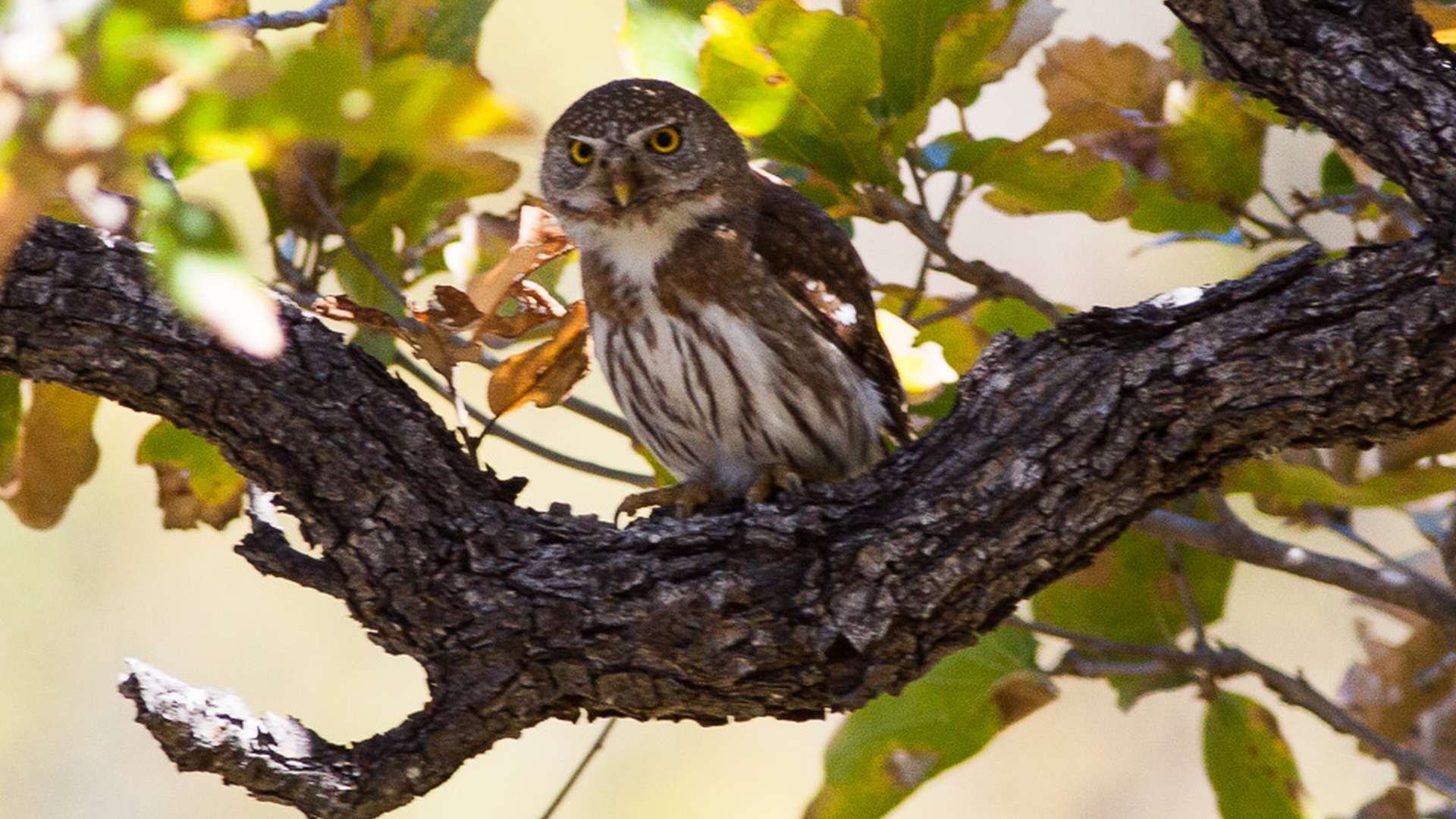 Bajadwerguil - Glaucidium hoskinsii