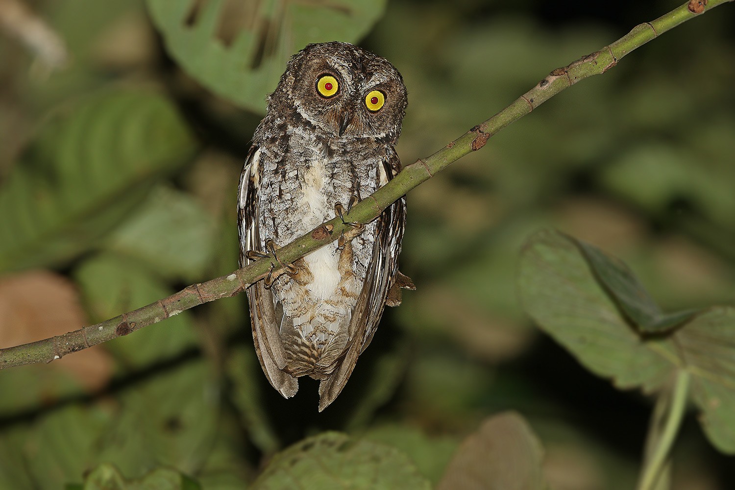 Banggaidwergooruil - Otus mendeni