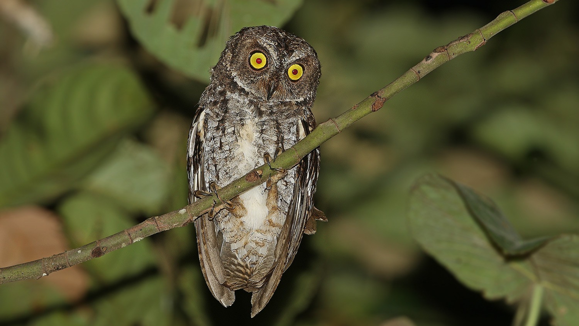 Banggaidwergooruil - Otus mendeni