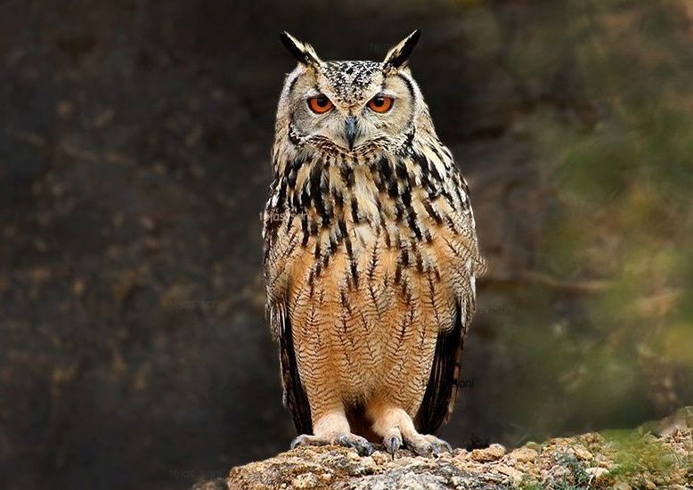 Bengaalse oehoe - Bubo bengalensis