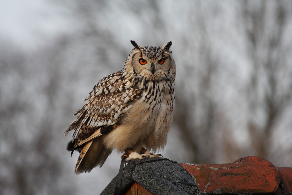 Bengaalse oehoe - Bubo bengalensis