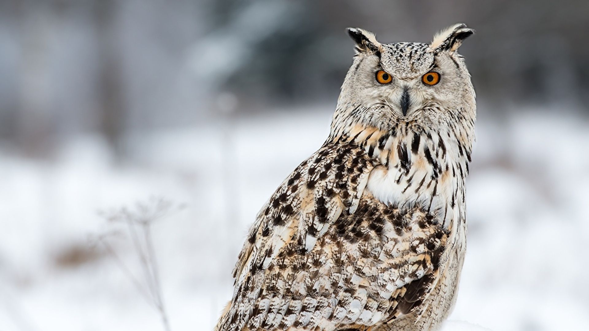 Bengaalse oehoe - Bubo bengalensis