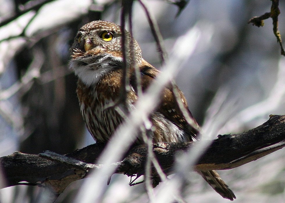 Bergdwerguil - Glaucidium gnoma
