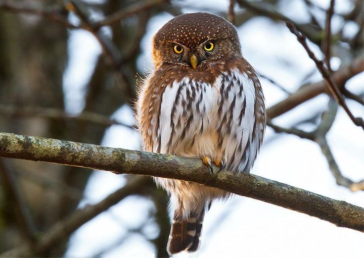 Bergdwerguil - Glaucidium gnoma