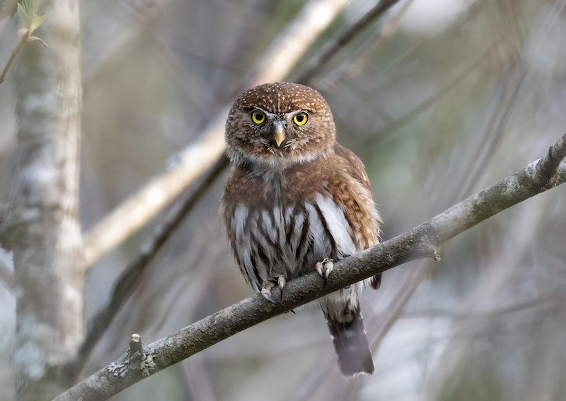 Bergdwerguil - Glaucidium gnoma