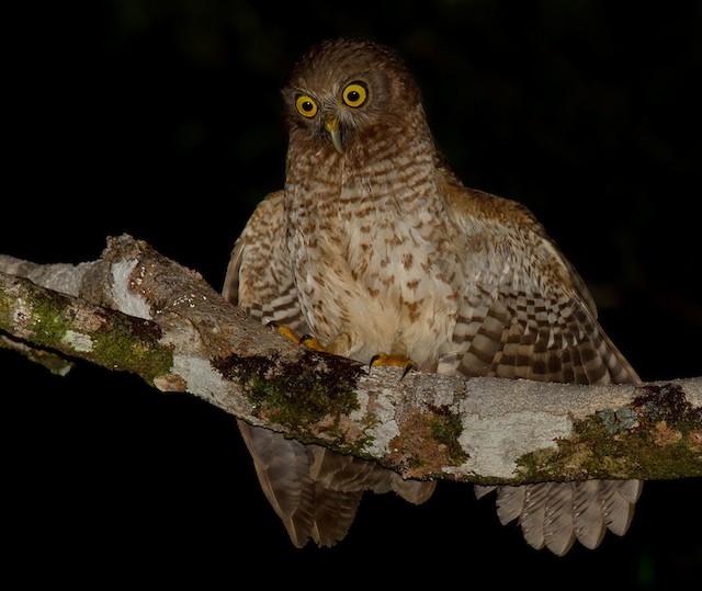 Bismarck valkuil - Ninox variegata