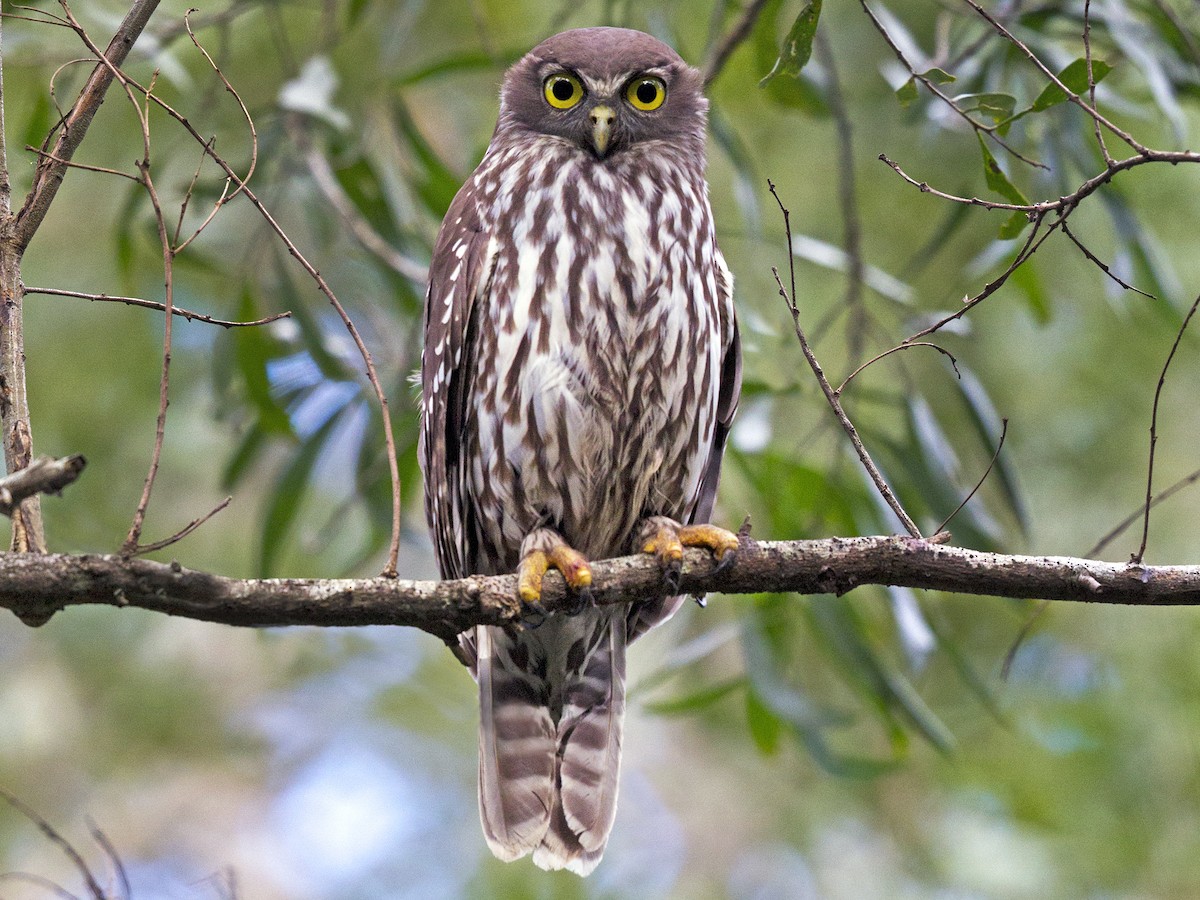 Blafuil - Ninox connivens