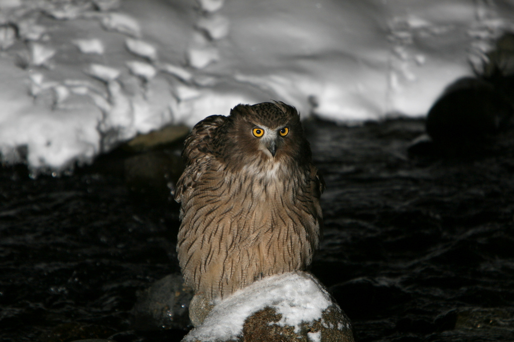 Blakistons visuil - Bubo blakistoni