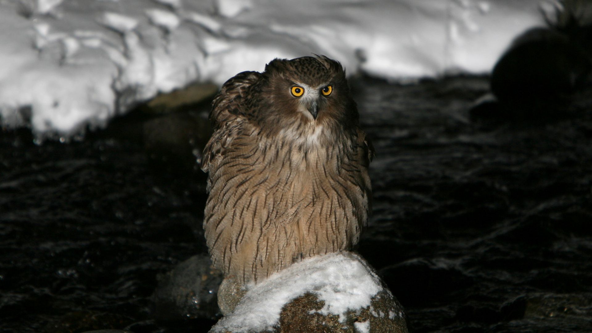 Blakistons visuil - Bubo blakistoni