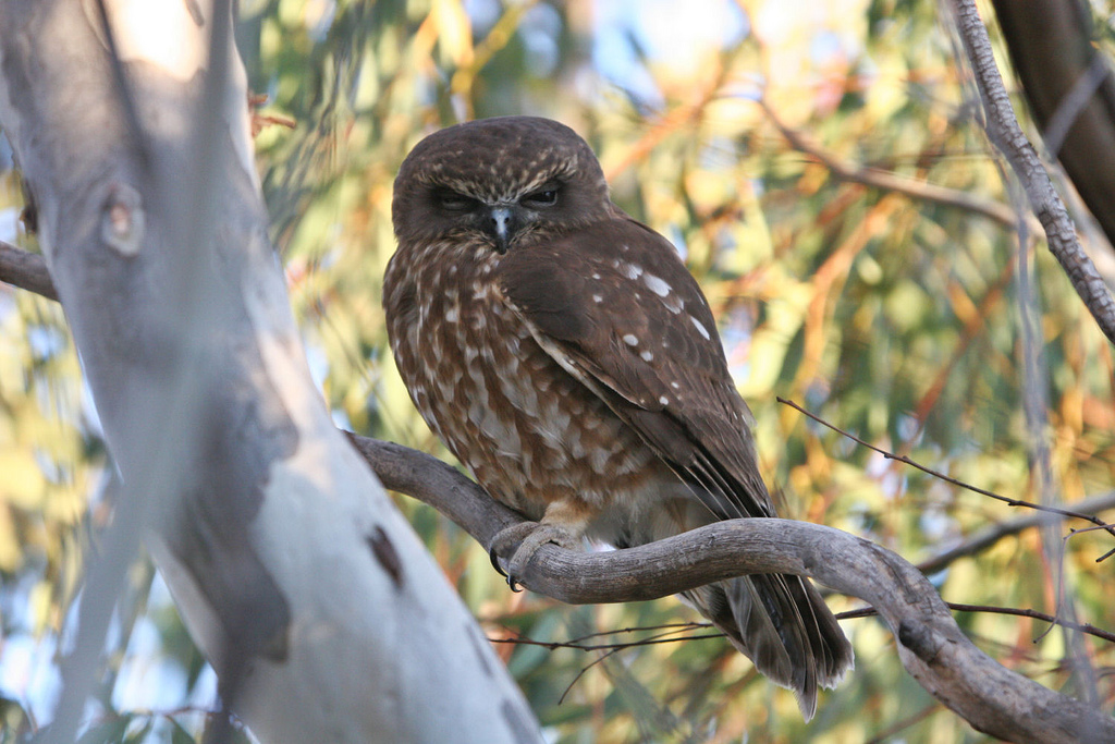 Boeboekuil - Ninox novaeseelandiae