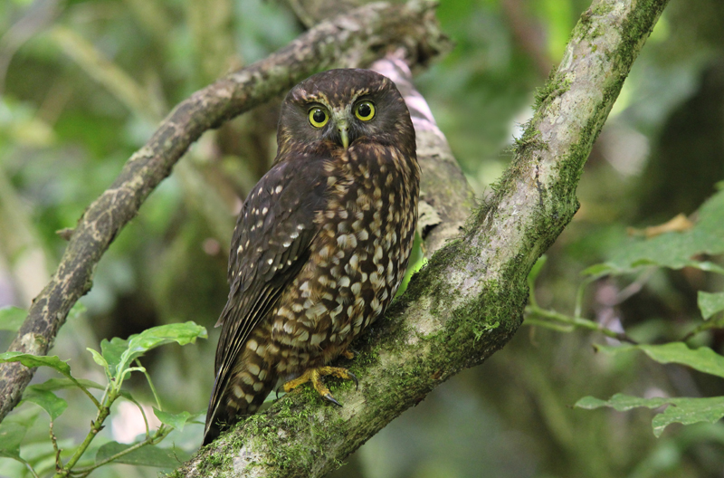 Boeboekuil - Ninox novaeseelandiae