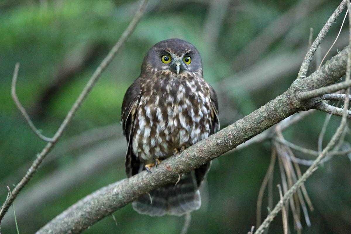 Boeboekuil - Ninox novaeseelandiae