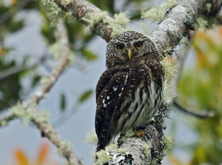 Boliviaanse dwerguil - Glaucidium bolivianum