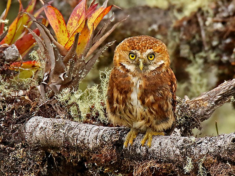 Boliviaanse dwerguil - Glaucidium bolivianum