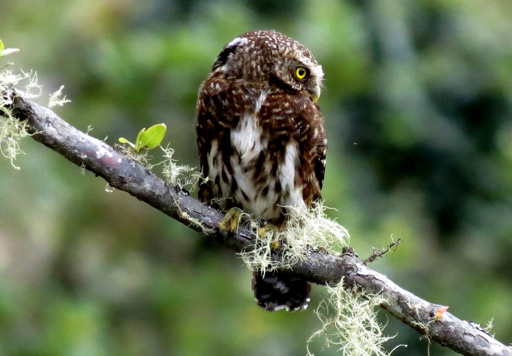 Boliviaanse dwerguil - Glaucidium bolivianum