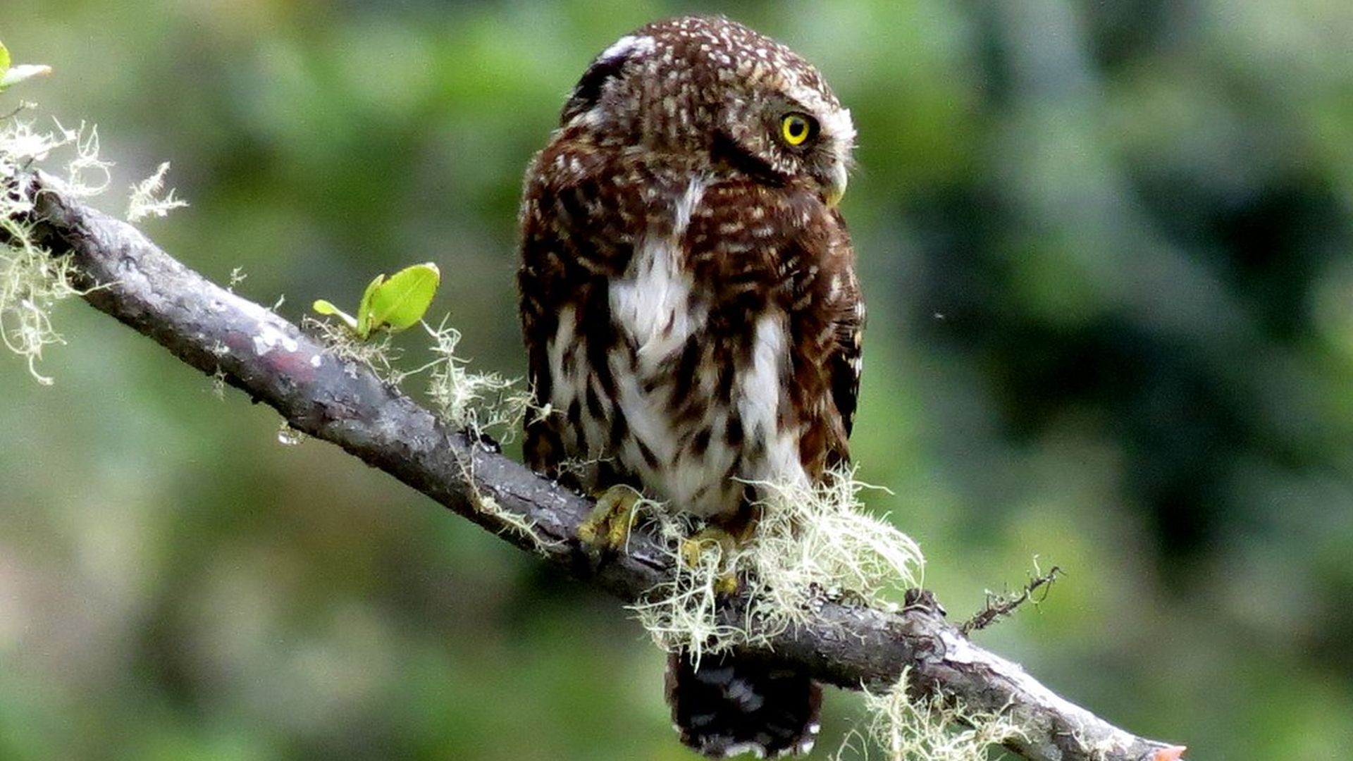 Boliviaanse dwerguil - Glaucidium bolivianum