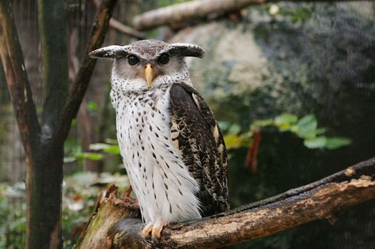 Bosoehoe - Bubo nipalensis