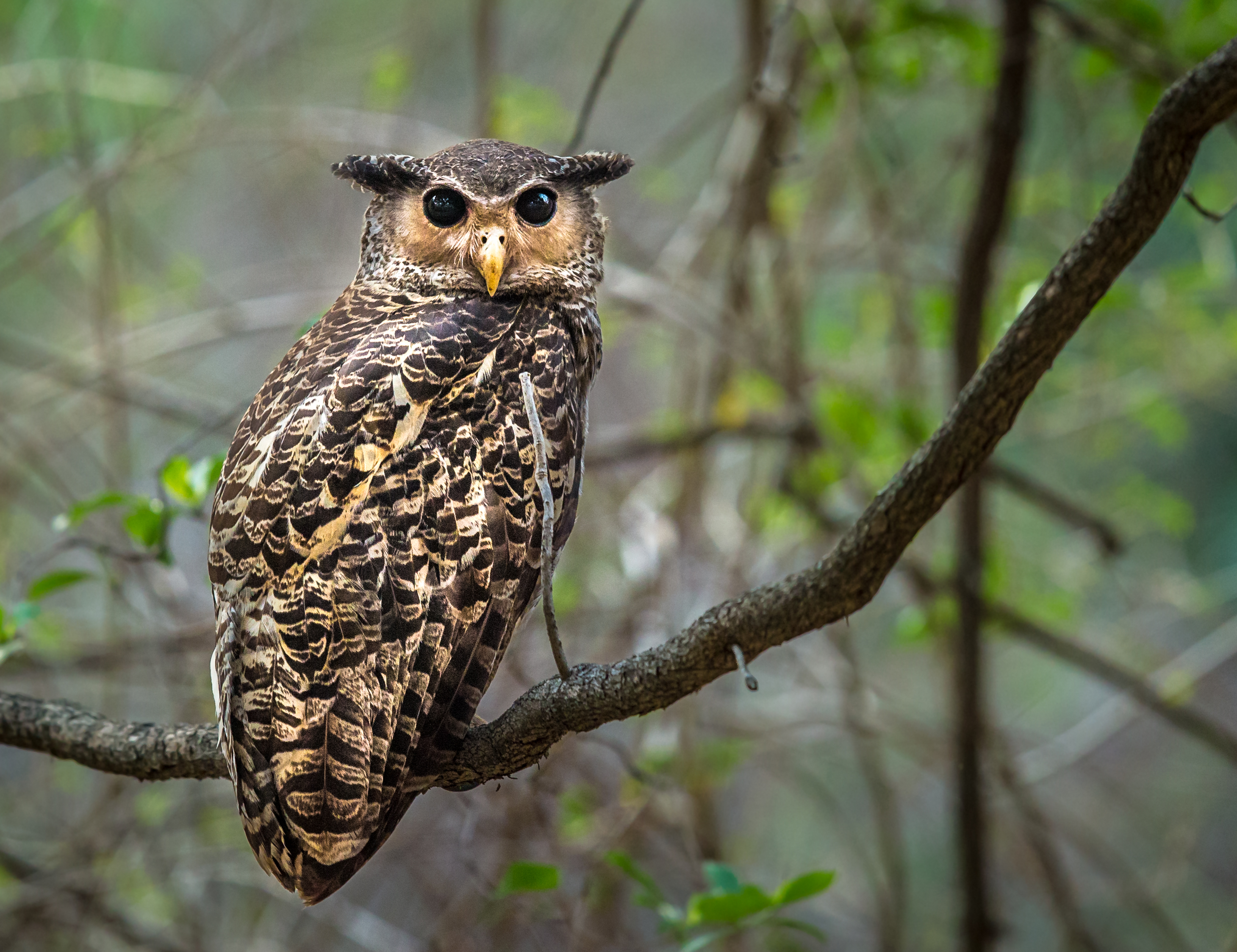 Bosoehoe - Bubo nipalensis