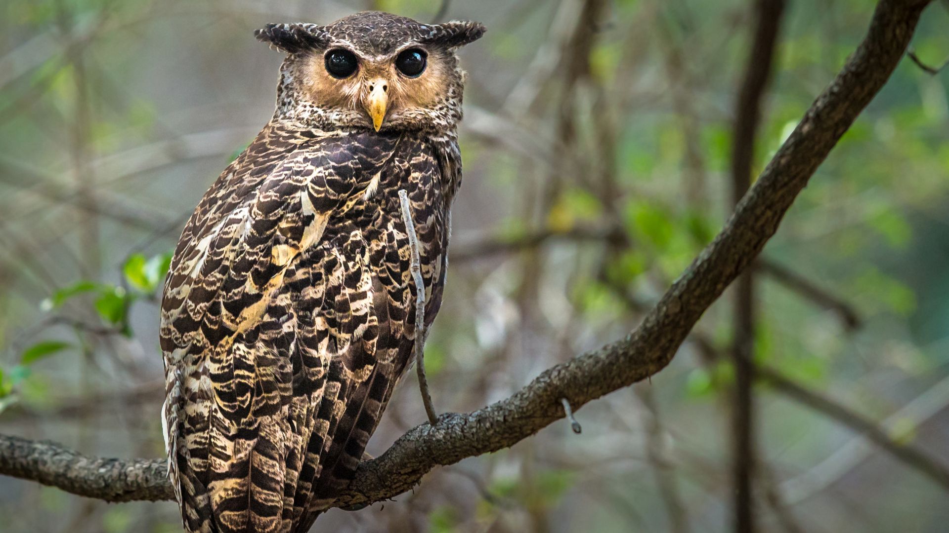 Bosoehoe - Bubo nipalensis