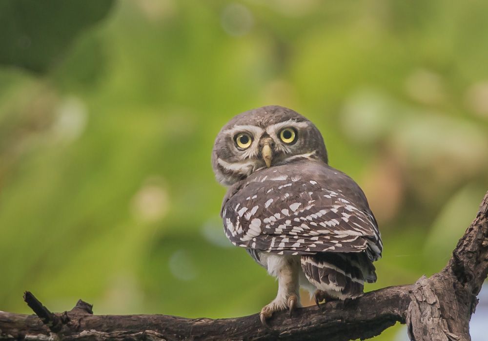 Bossteenuil - Heteroglaux blewitti