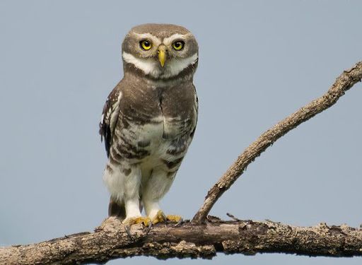 Bossteenuil - Heteroglaux blewitti