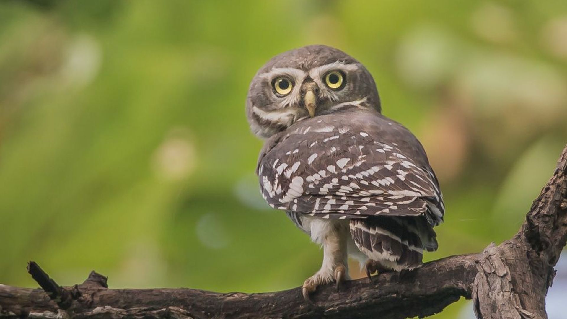 Bossteenuil - Athene blewitti