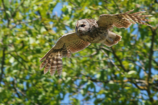 Bosuil - Strix Aluco