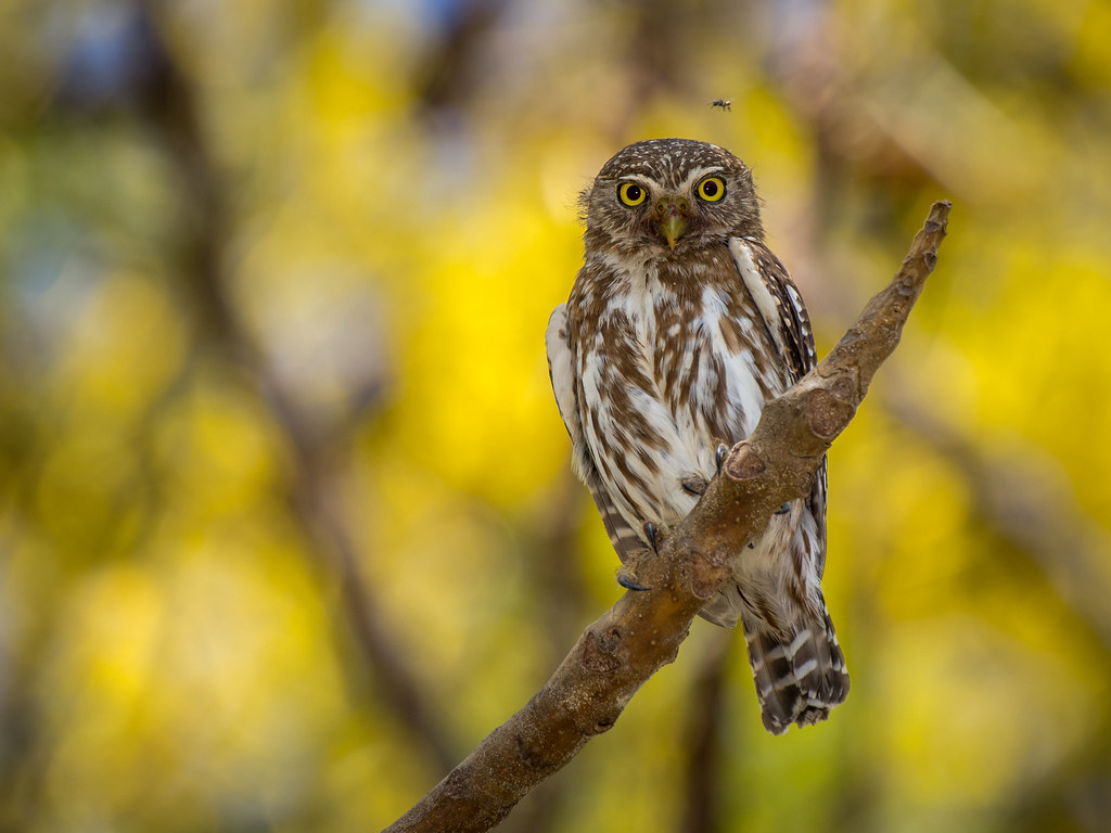 Braziliaanse dwerguil - Glaucidium brasilianum