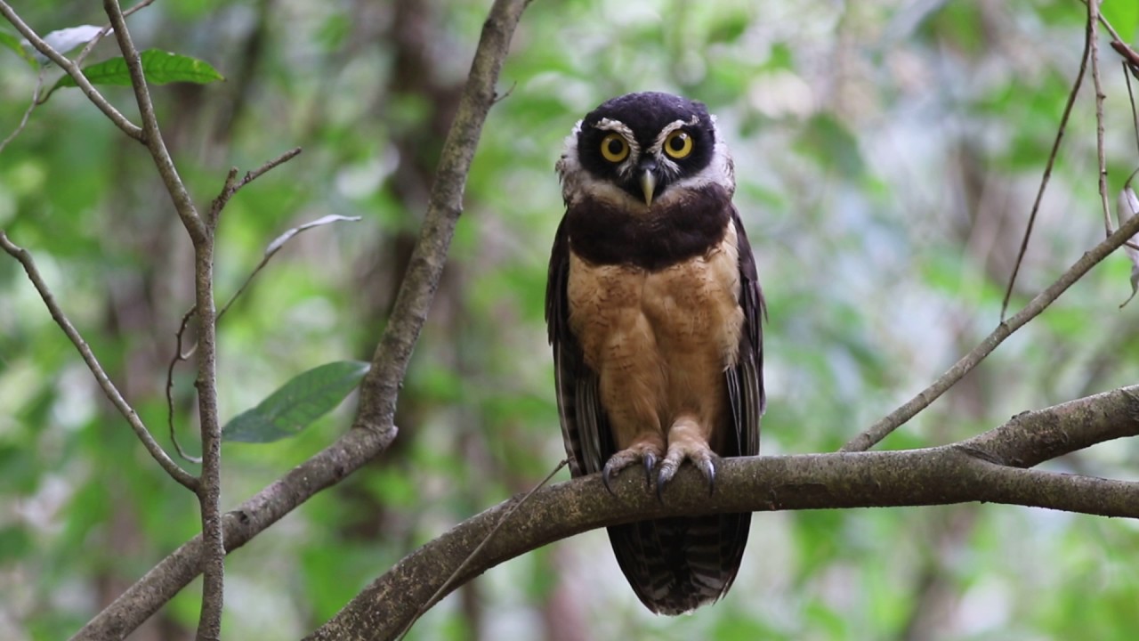 Briluil - Pulsatrix perspicillata