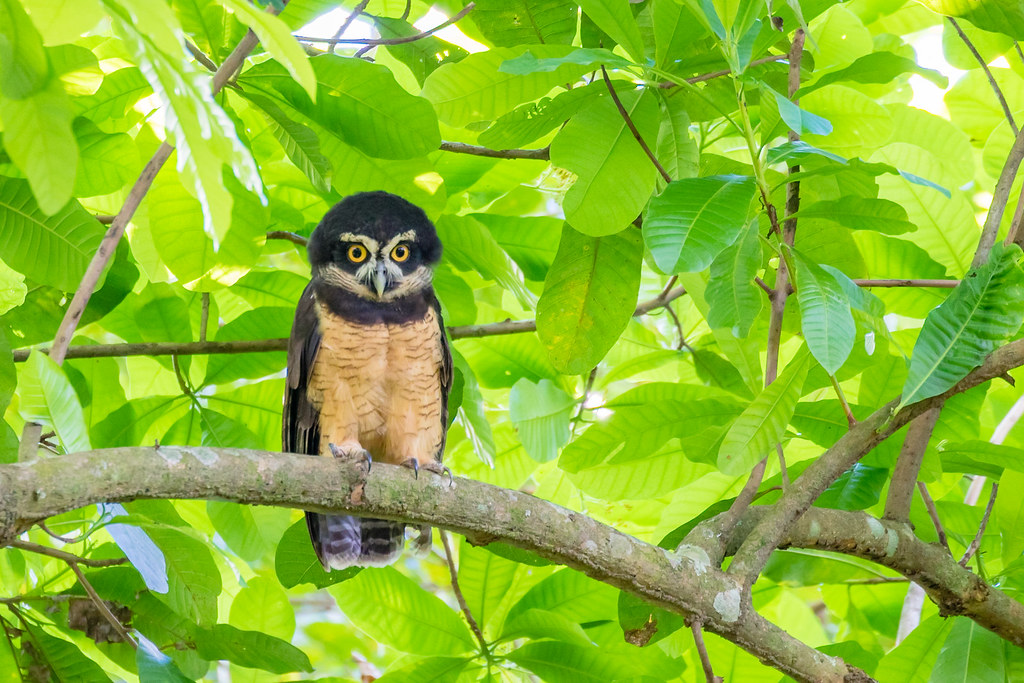 Briluil - Pulsatrix perspicillata