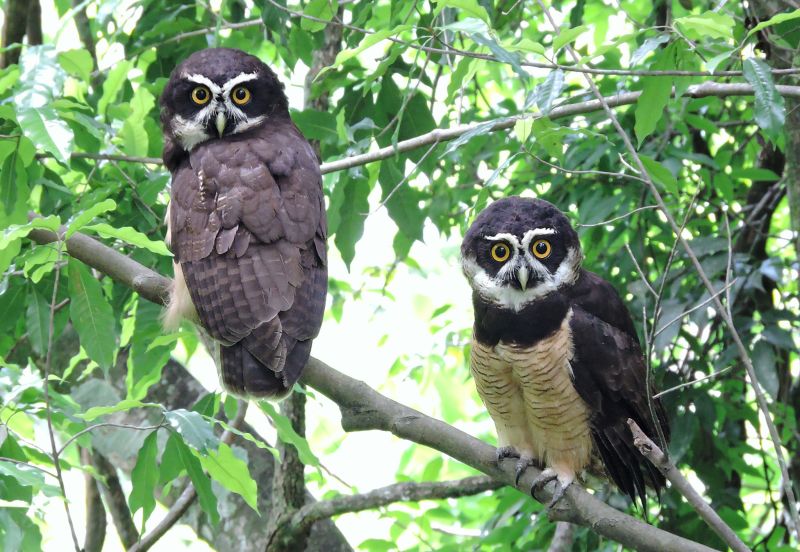 Briluil - Pulsatrix perspicillata