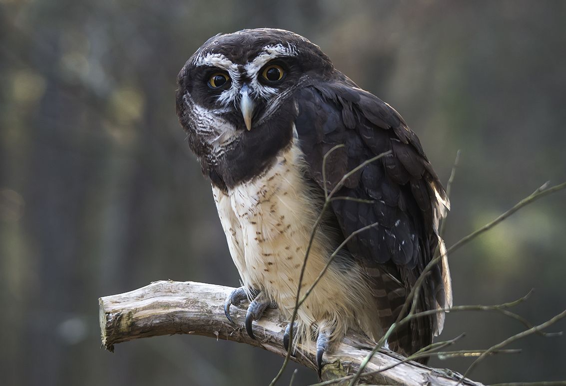 Briluil - Pulsatrix perspicillata