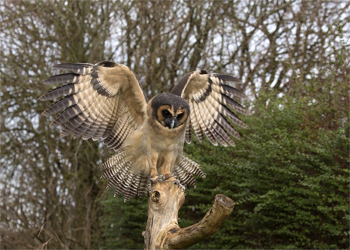 Bruine bosuil - Strix leptogrammica