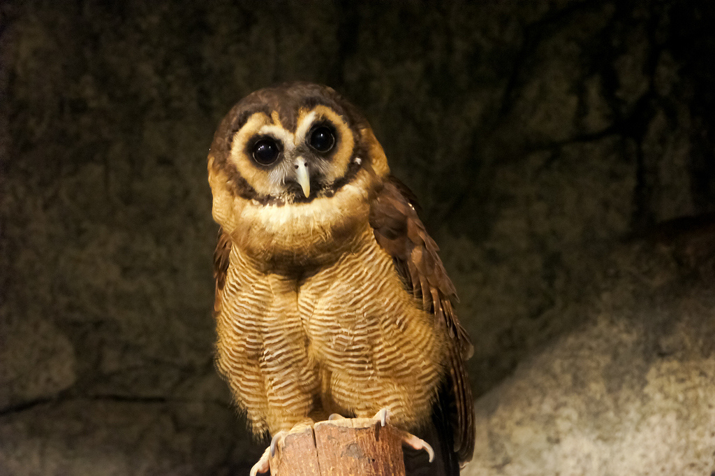 Bruine bosuil - Strix leptogrammica