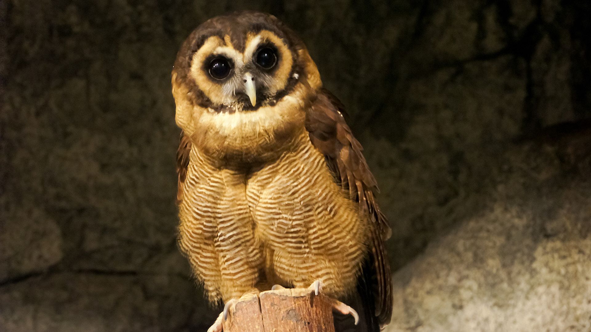 Bruine bosuil - Strix leptogrammica