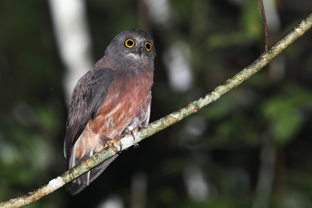 Bruine valkuil - Ninox theomacha