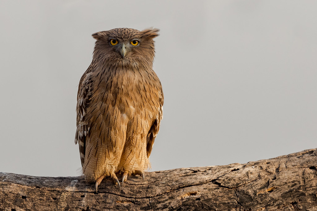 Bruine visuil - Ketupa zeylonensis