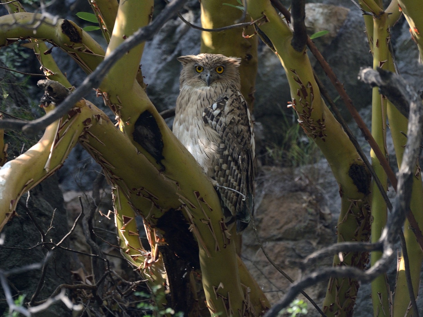 Bruine visuil - Ketupa zeylonensis