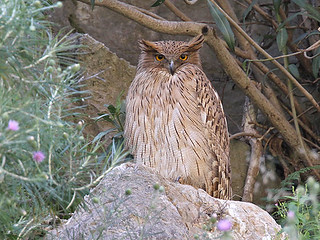 Bruine visuil - Ketupa zeylonensis
