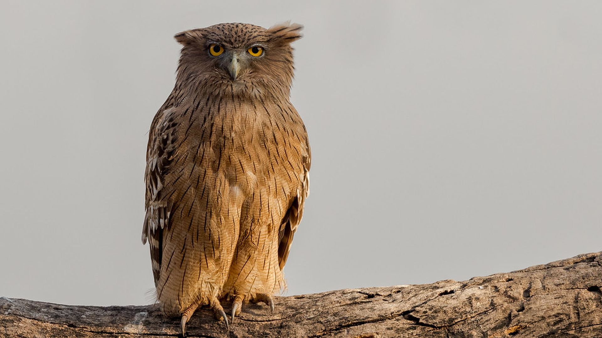 Bruine visuil - Ketupa zeylonensis
