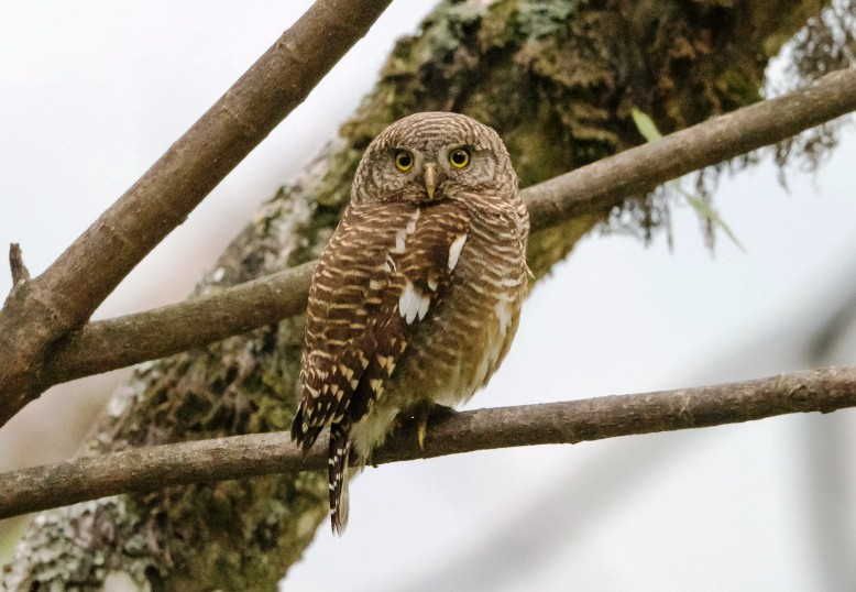 Bruinvleugel dwerguil - Glaucidium castanopterum